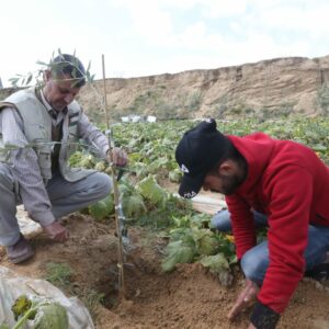 Empower Orphans, Widows, and Those in Need: Plant an Olive Tree in Palestine